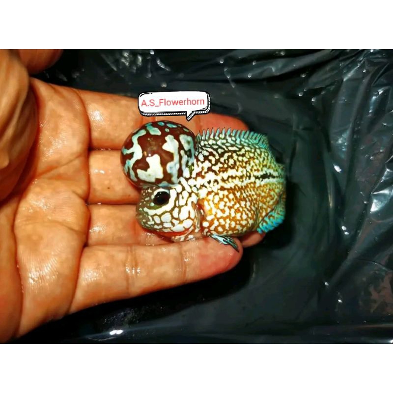 Burayak Louhan Kamfa F3 Thailand