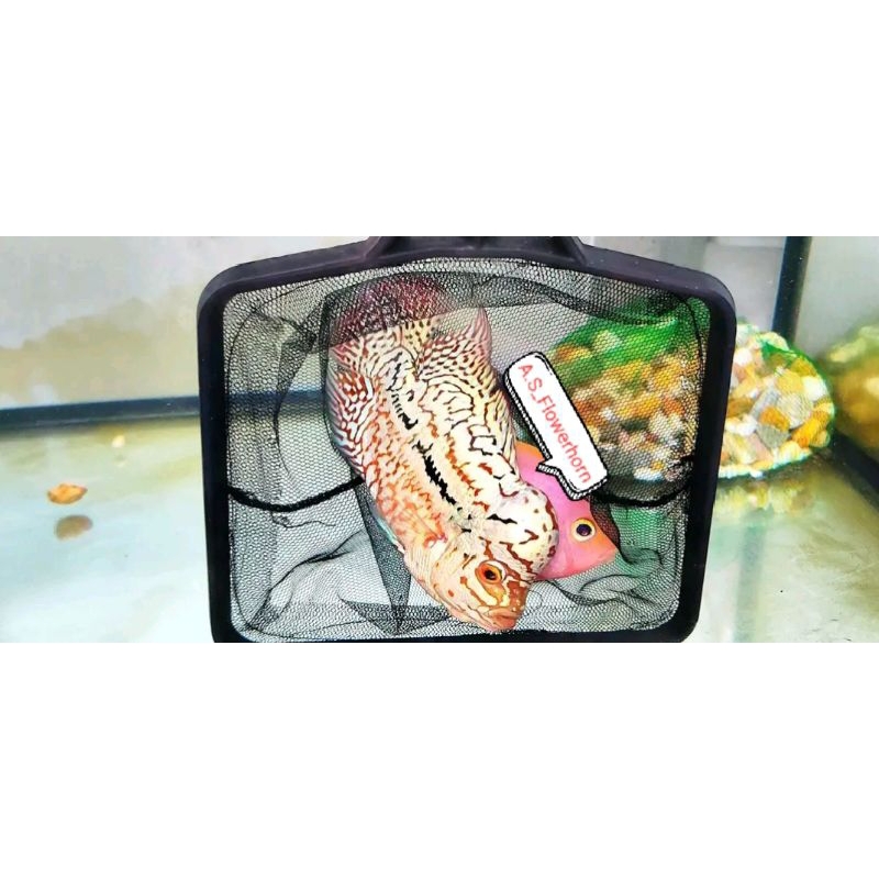 Burayak Louhan Kamfa F2 Vietnam By Long