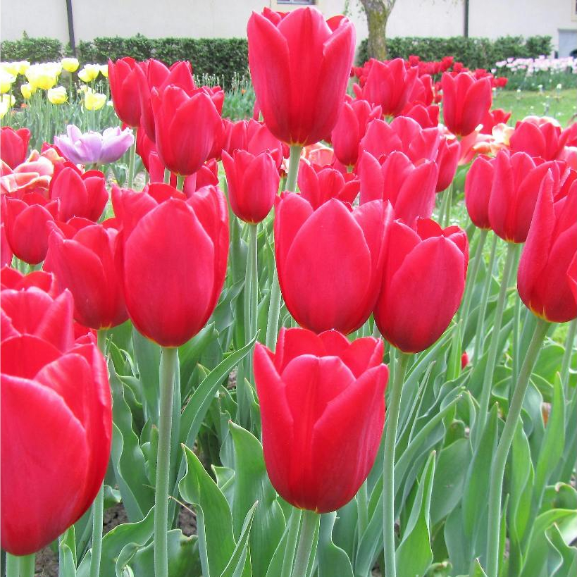 Biji Bunga Tulip Merah Bukan Umbi