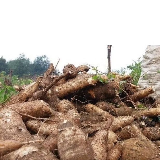 

bibit singkong pandesi genjah 12 batang