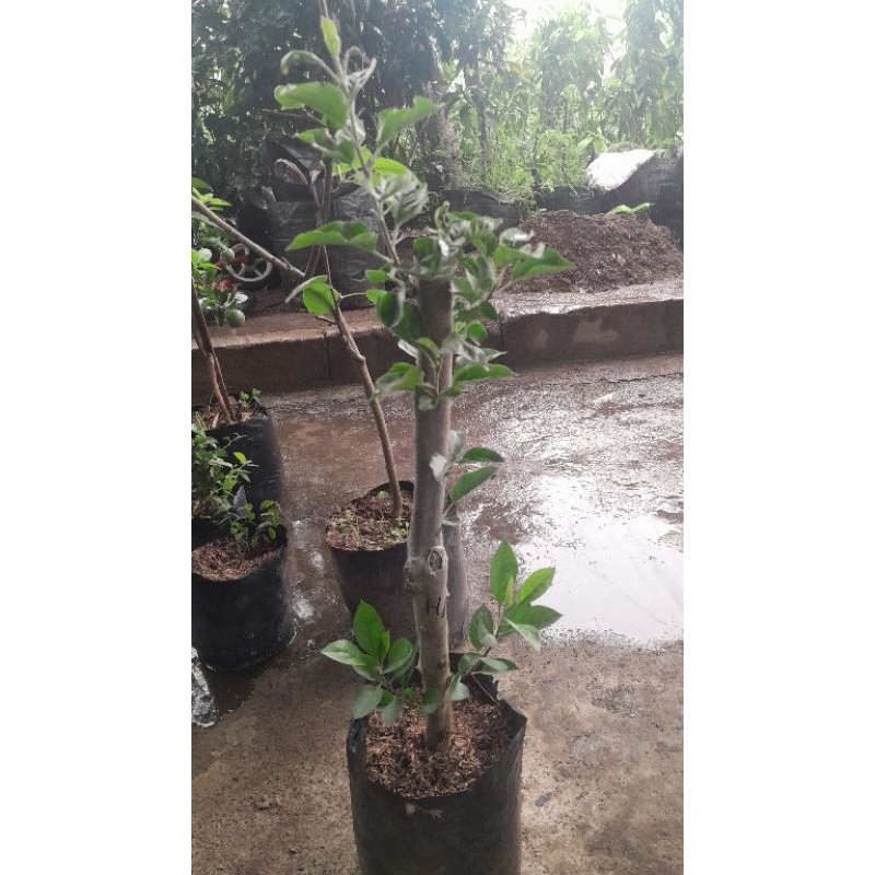 ready bibit apel dan pear