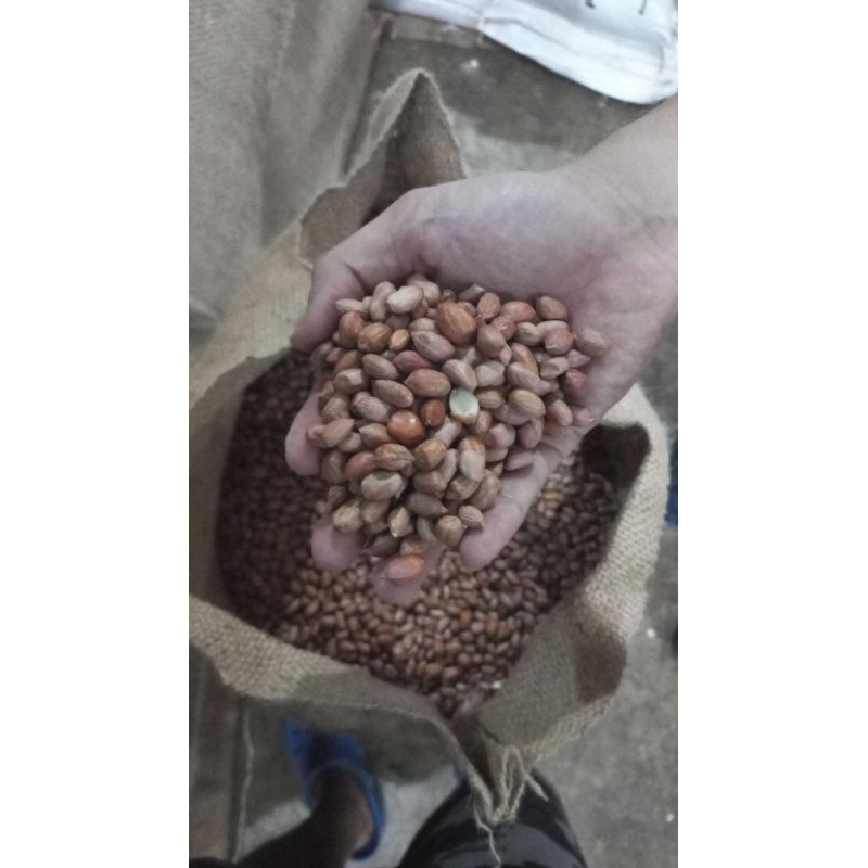 

Kacang india 50kg