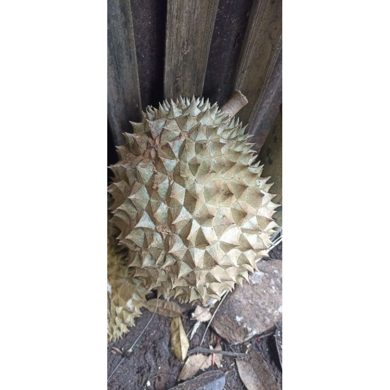 

durian mantap, enak