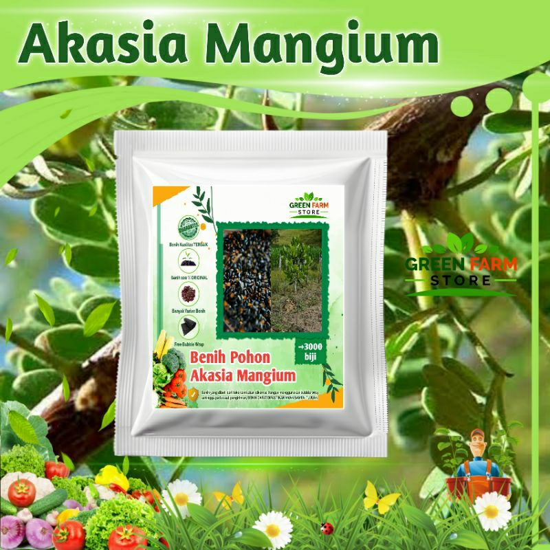 Benih Pohon Akasia Mangium (-+3000 biji)