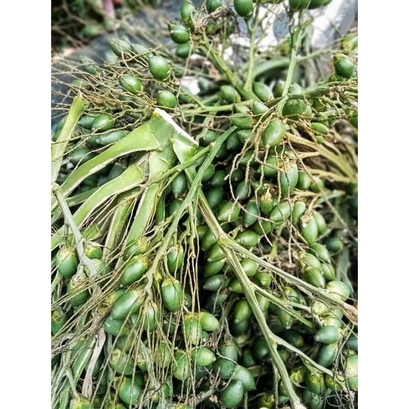 

Pinang Muda | Jambe Muda | Jame Ngora,500 Gram Murah