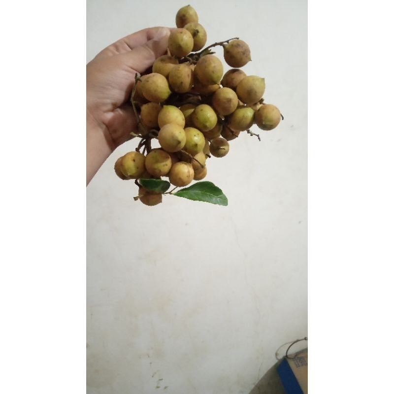 

BUAH KOSAMBI KHAS MADURA/ KALENGKENG MADURA ||| KECUT MANIS BIKIN NAGIH