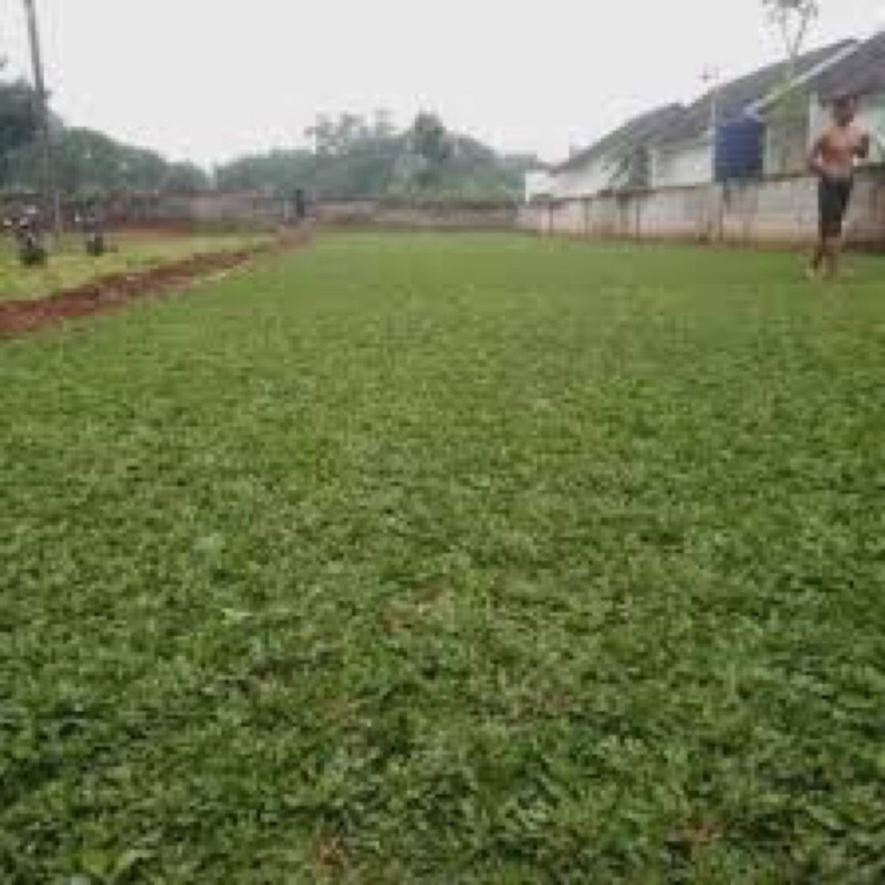 Rumput gajah mini hijau 3 meter - rumput taman tanaman hias