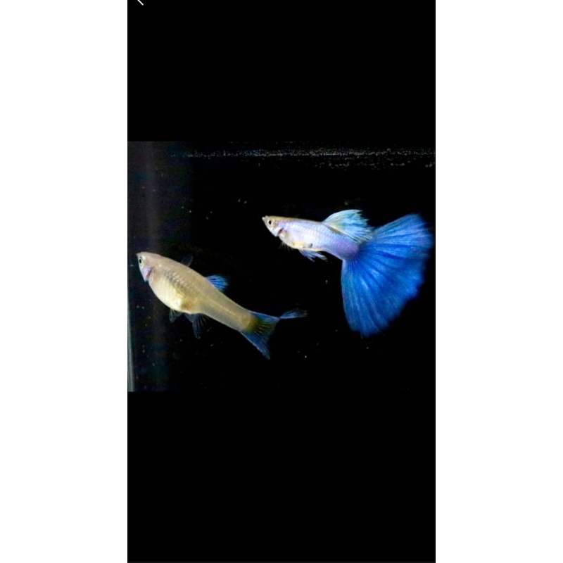 IKAN HIAS AQUASCAPE GUPPY BLUE DIAMOND PAIR / GUPPY BLUE DIAMOND PASANGAN
