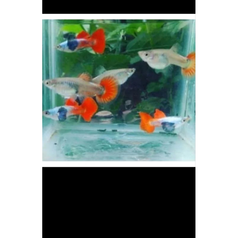 IKAN HIAS AQUASCAPE GUPPY PRTDE PAIR / GUPPY PRTDE PASANGAN