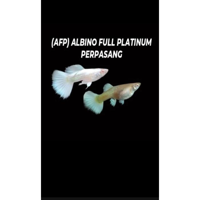 IKAN HIAS AQUASCAPE GUPPY PLATINUM ( AFP ) PAIR / GUPPY ALBINO FULL PLATINUM PASANGAN