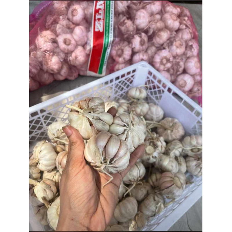 

bawang putih sinco bersih 1kg