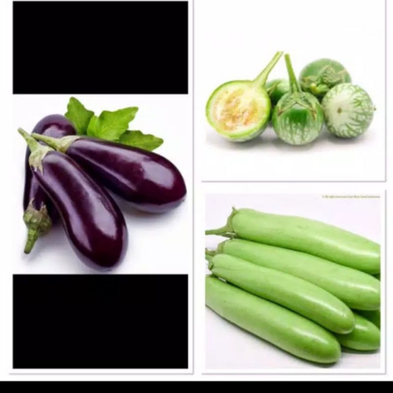 

SAYURAN TERONG SEGAR