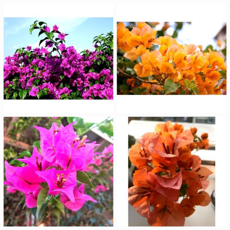 bibit bunga bougenvil bunga kertas lokal kuning