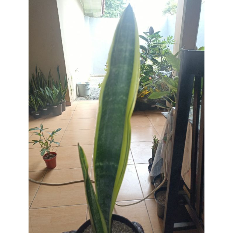 Pedang Jono - Sansiviera