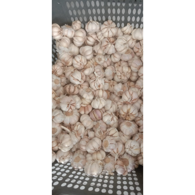 

Bawang Putih Premium 1kg Murah Berkualitas