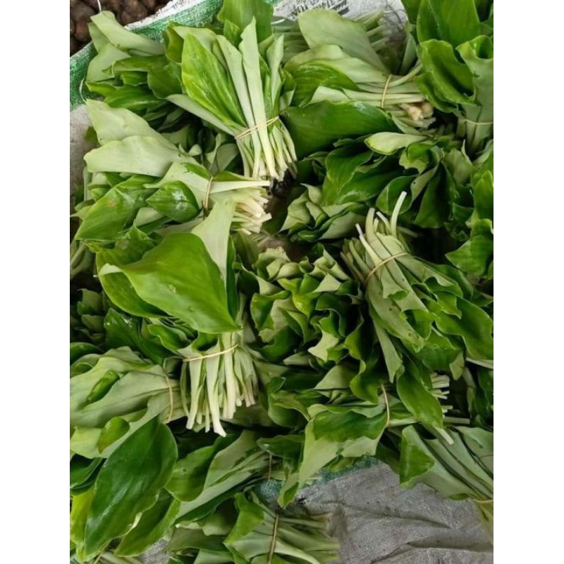 

daun kencur per250gr segar fresh herbal sayur tumis dll