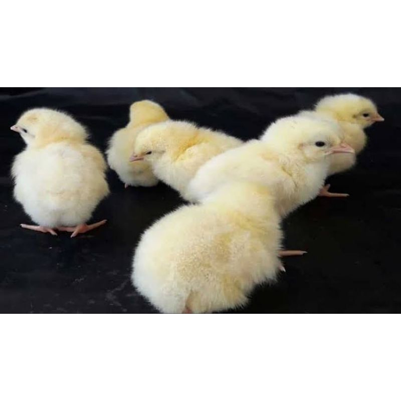 Doc Ayam Petelur Betina White Leghron Asli (Harga Satu Ekor)