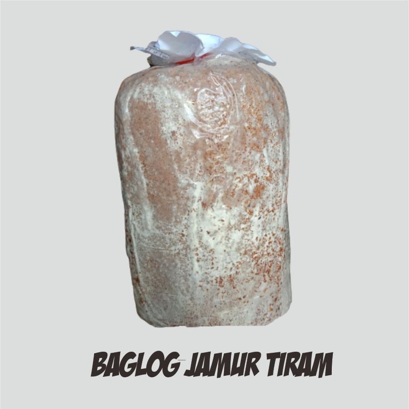 

BAGLOG JAMUR TIRAM PUTIH SIAP PANEN