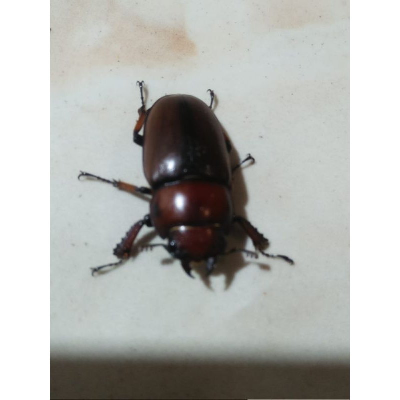 kumbang capit hidup ccylommatus astaciodes betina 1ekor