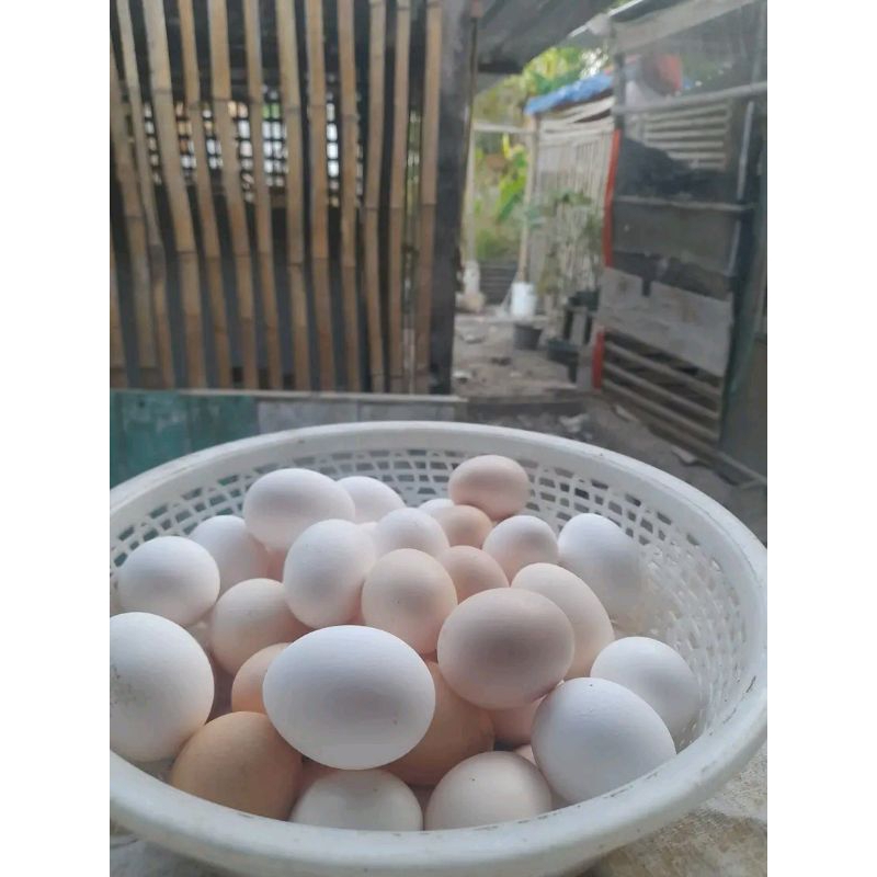 

telur ayam kampung jumbo.