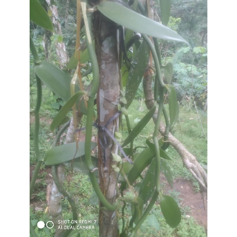 bibit vanili stek siap tanam