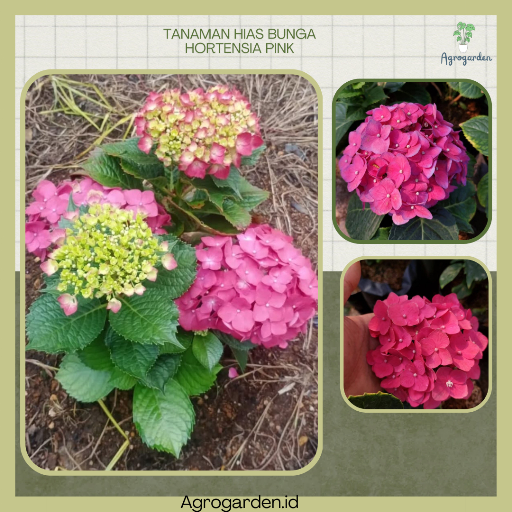 Tanaman hias bunga hortensia pink IMPORT hydrangea suurelehine - Tanaman hias Hortensia bunga pink I