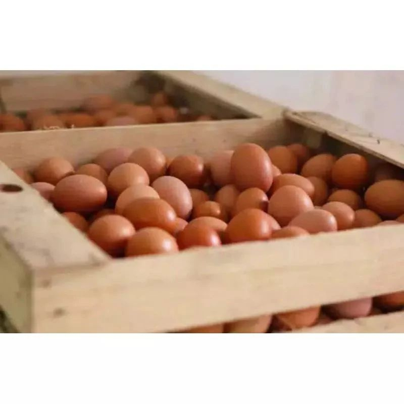 

GRA TELUR AYAM NEGRI CURAH PER KG