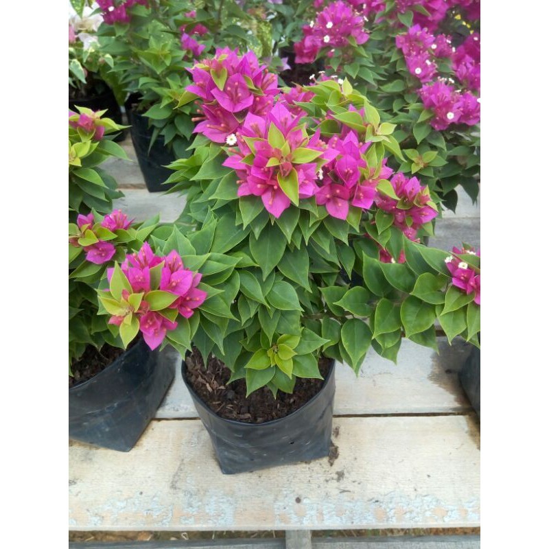 Bibit Bugenvil Singapore Merah Fanta Unggulan