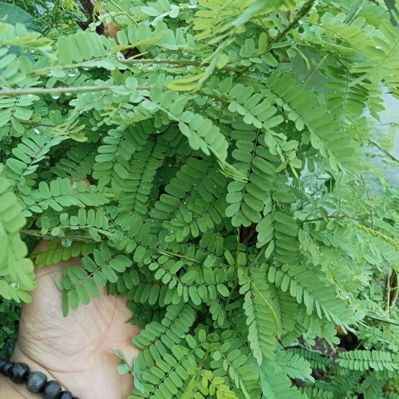 

Daun Saga Segar Daun Sogo Daun Herbal