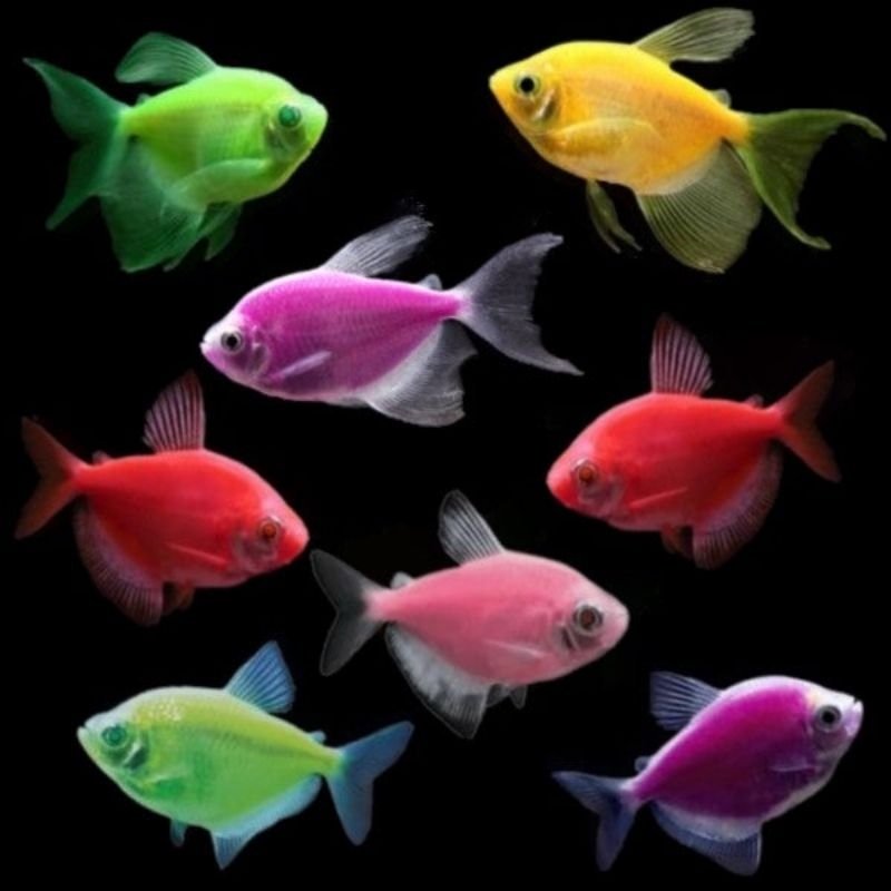 hiasan aquarium ikan glowfish