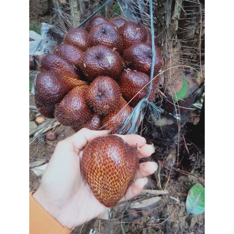 

Salak Pondoh Manis Super Asli Petani Wonosobo