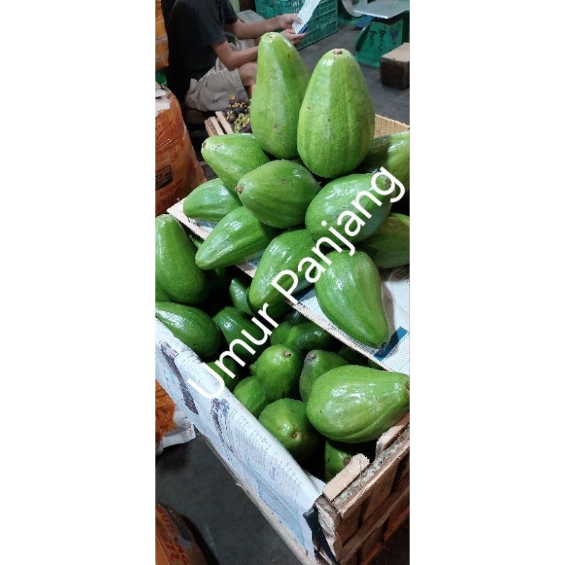 

Alpukat Ratu Ayu....