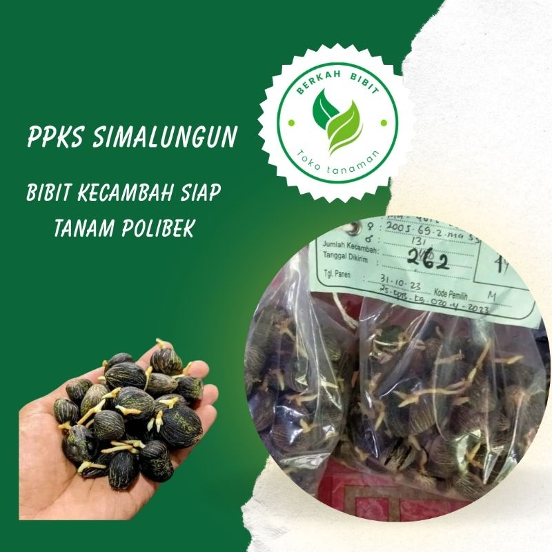 bibit kelapa sawit ppks simalungun