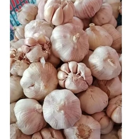 

Bawang putih bersih 250g/500g/1kg