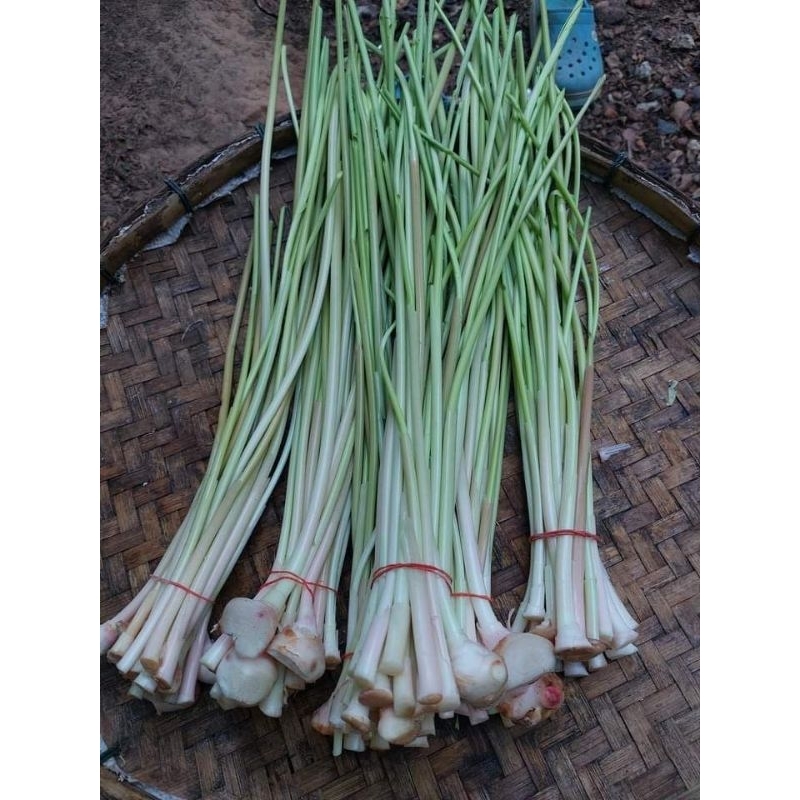 

sereh wangi segar fress per ikat
