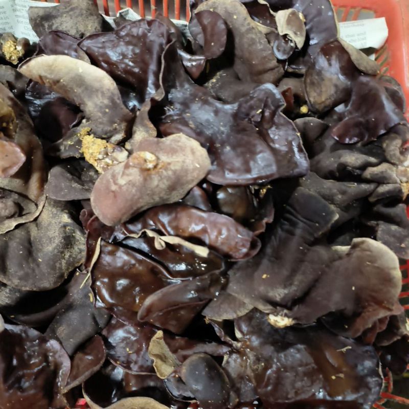 

jamur kuping basah ukuran 250gr