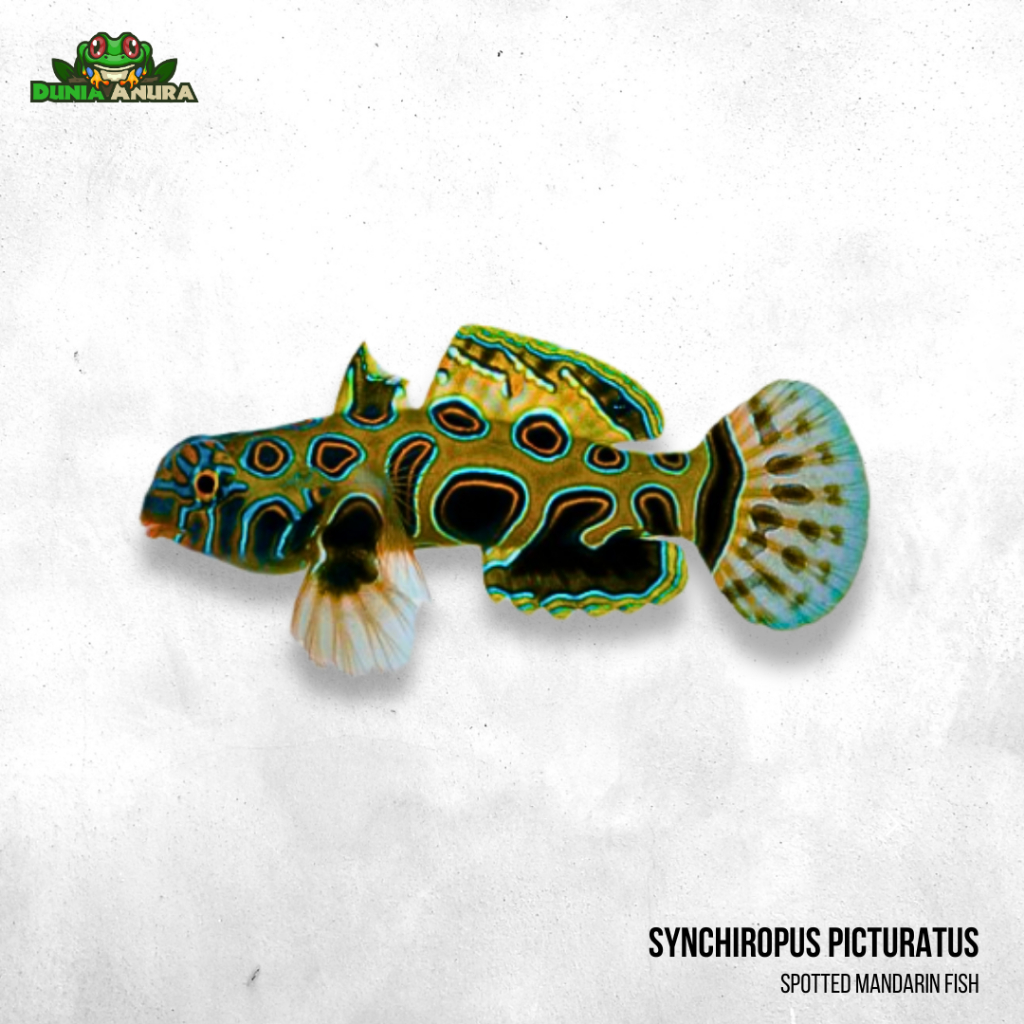 Ikan Mandarin B - Synchiropus picturatus - Spotted Mandarin Fish