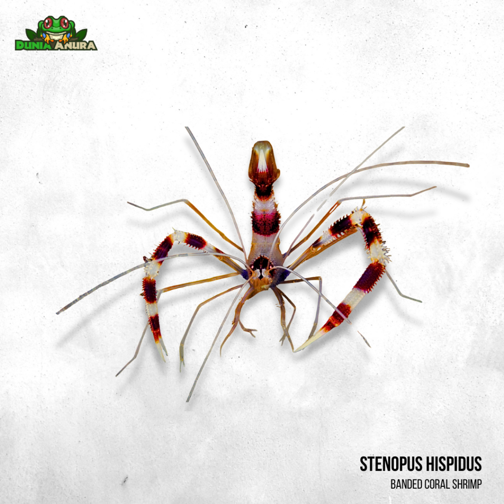 Udang hias laut MP - Banded coral shrimp - Stenopus hispidus