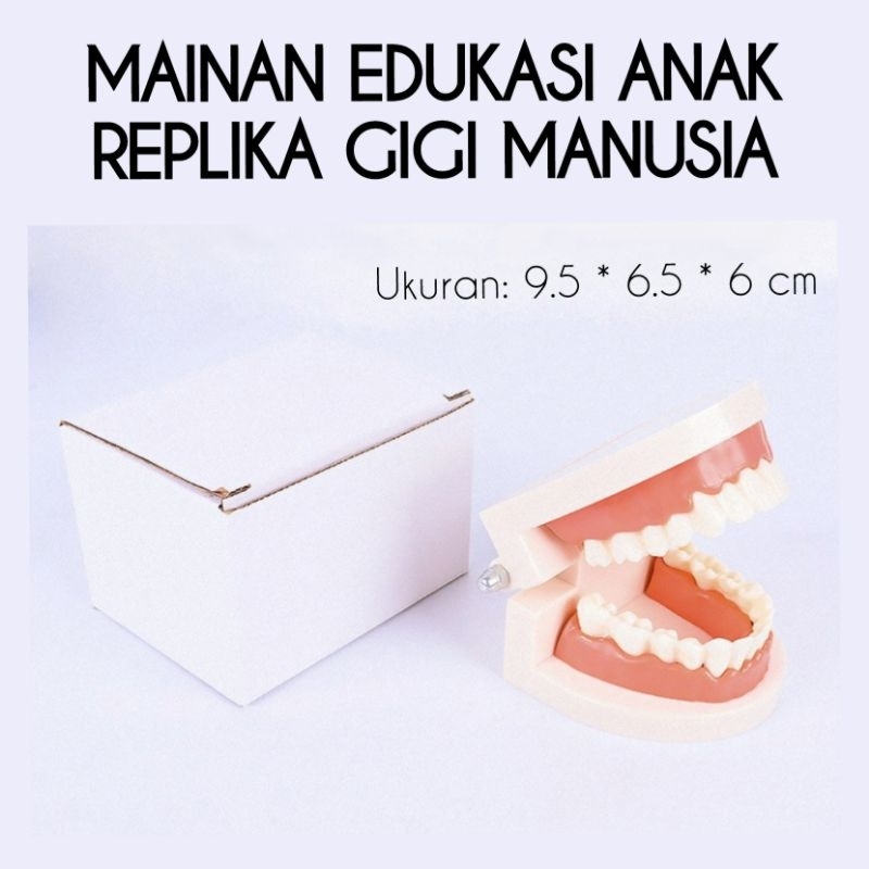 MAINAN EDUKASI REPLIKA GIGI ANAK / MAINAN ANAK GIGI MANUSIA / MAINAN EDUKASI GIGI MANUSIA / BELAJAR 