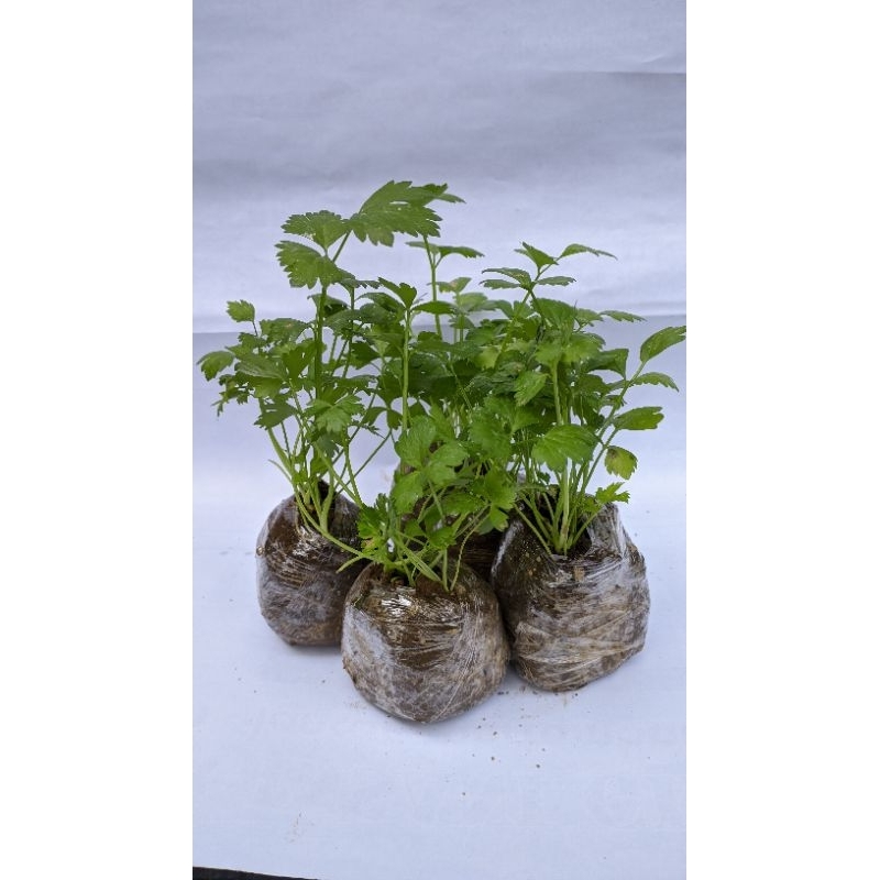 BERKAH_TANI Benih seledri Amigo siap tanam