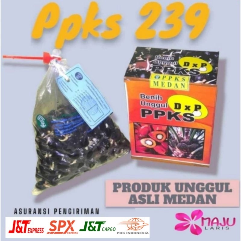 BENIH SAWIT PPKS 239 UNGGUL BERSERTIFIKAT