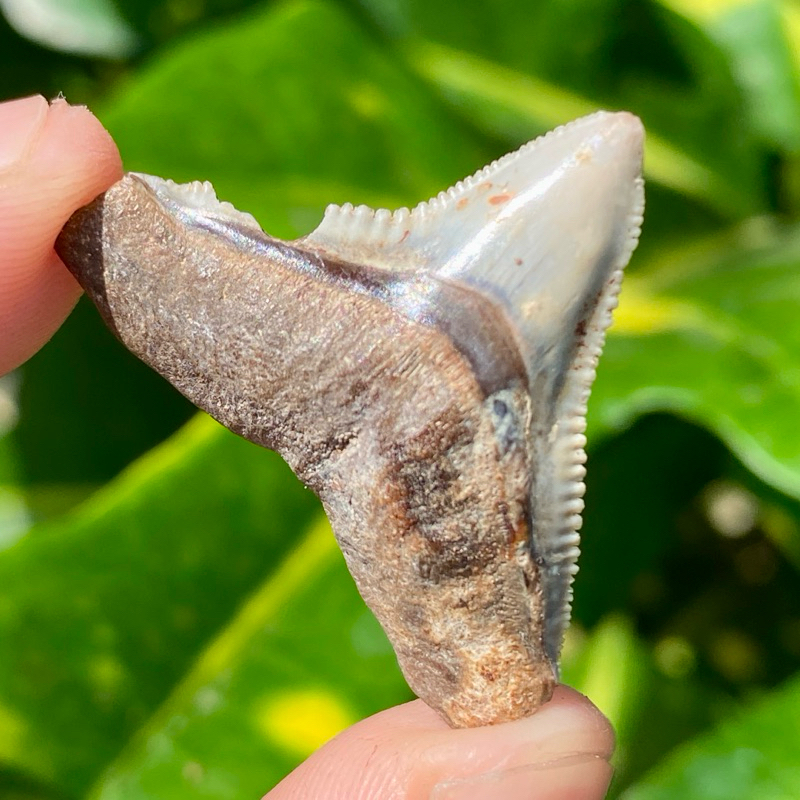 Shark tooth - fosil gigi hiu megalodon