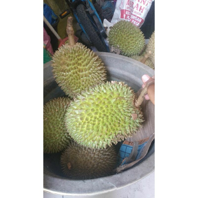 

Durian Bali Sedang dan Besar Petikan Bukan Jatuhan atau Keranjangan