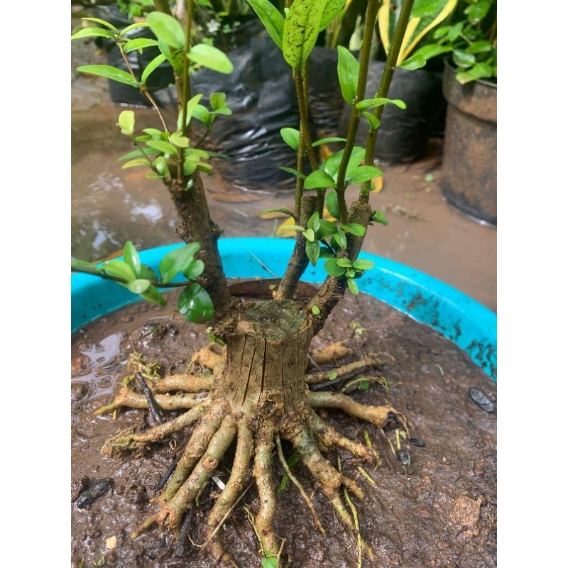 bahan bonsai anting putri prokar mame