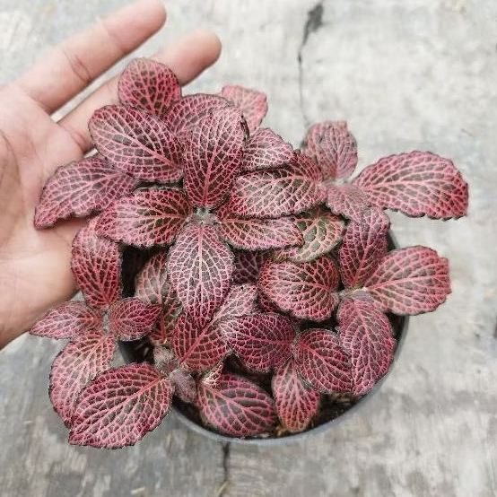 Tanaman Hias Fittonia Merah - Tanaman Paludarium - Tanaman Gantung