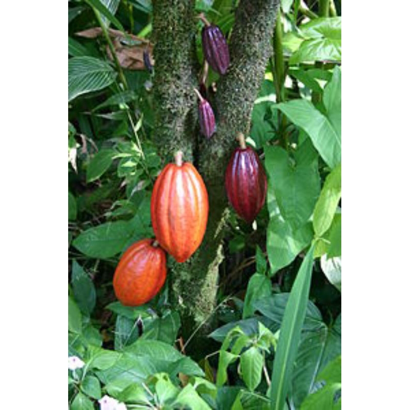 

buah kakao matang 1 kg