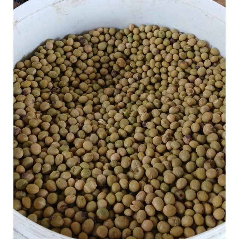 

Bibit Kacang Edamame
