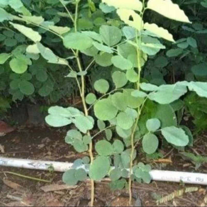 Bibit Pohon Sonokeling Siap Tanam | Bibit Tanaman Kayu Sonokeling