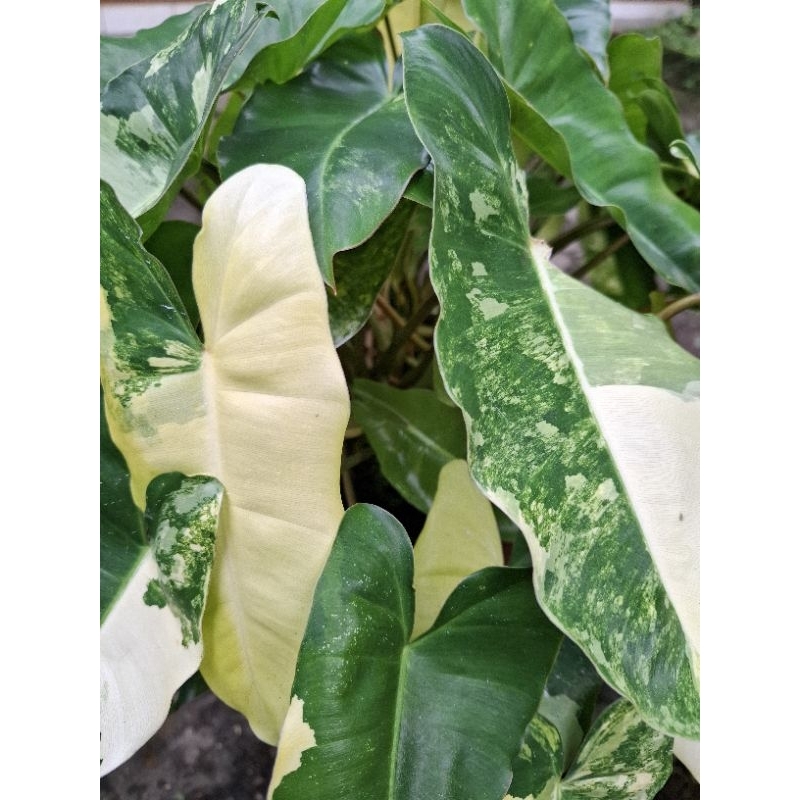 Tanaman Hias Brekele Varigata / Burlemarx Varigata