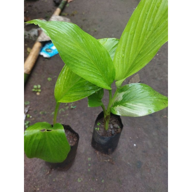 

bibit kunyit / kunir